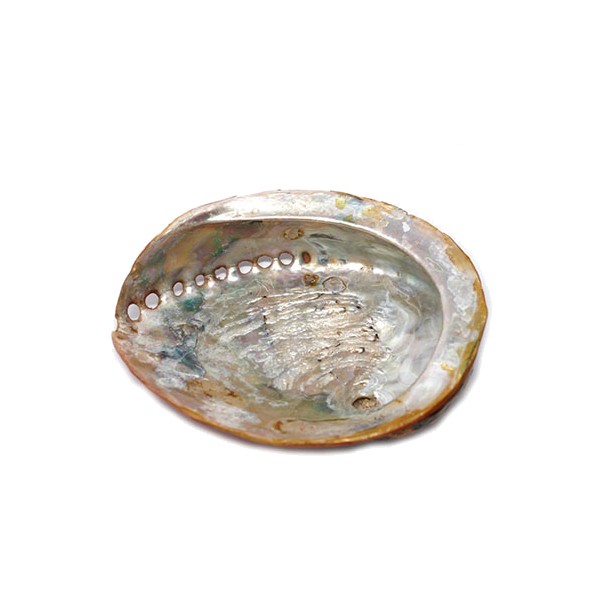 Conchiglia di Abalone