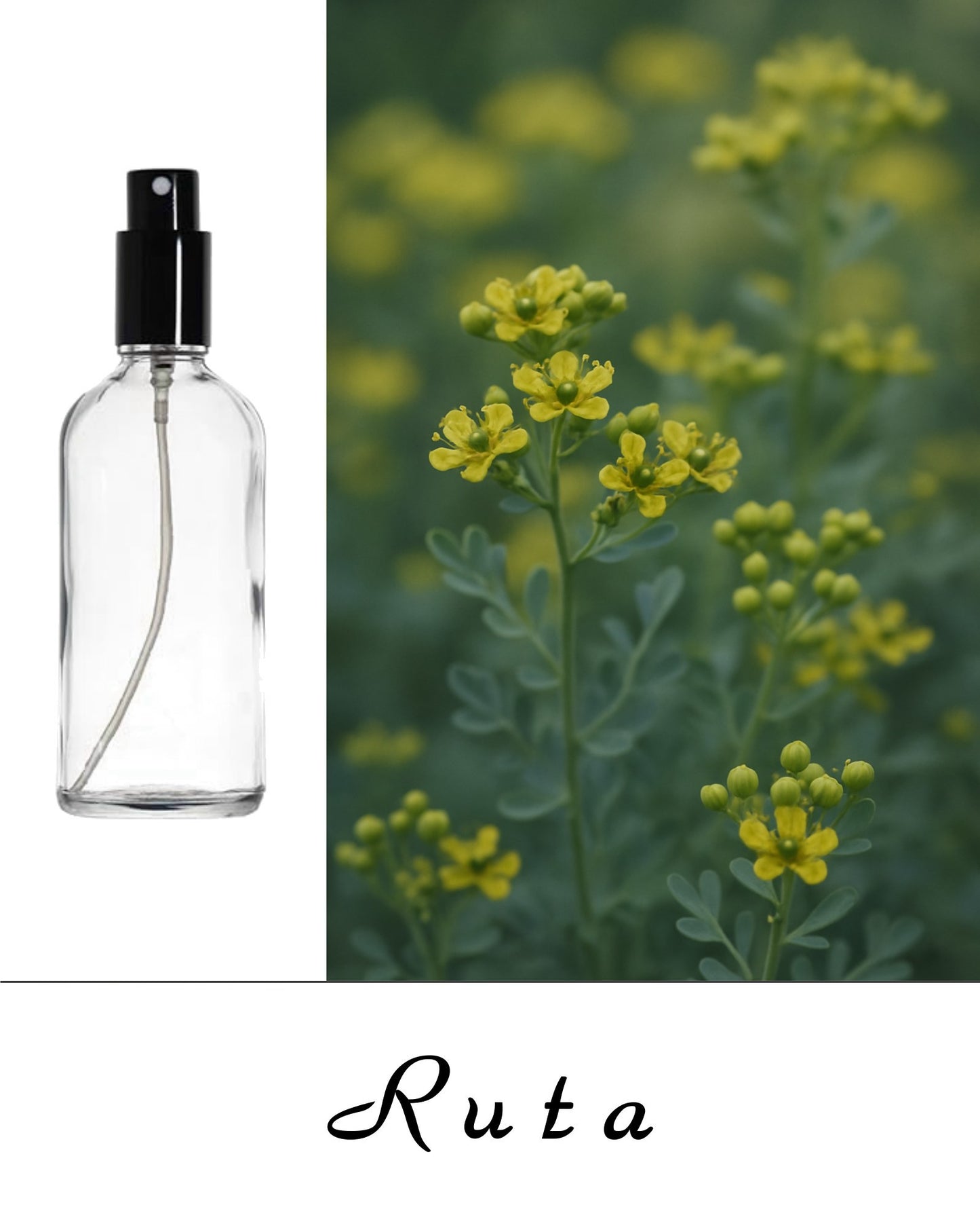 Acqua di Ruta – Acqua Spirituale di Protezione, Liberazione e Benedizione - Flacone spray 100 ml.