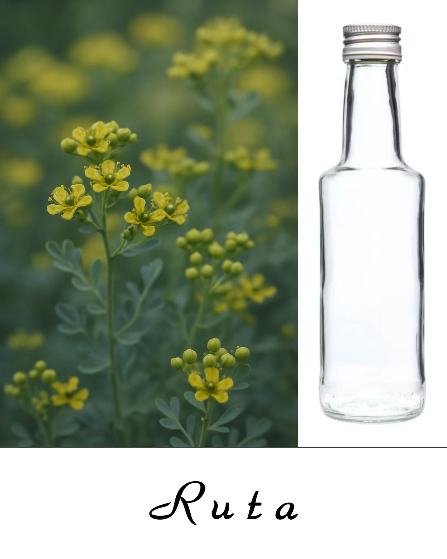 Acqua di Ruta – Acqua Spirituale di Protezione, Liberazione e Benedizione - Bottiglietta da 200 ml.