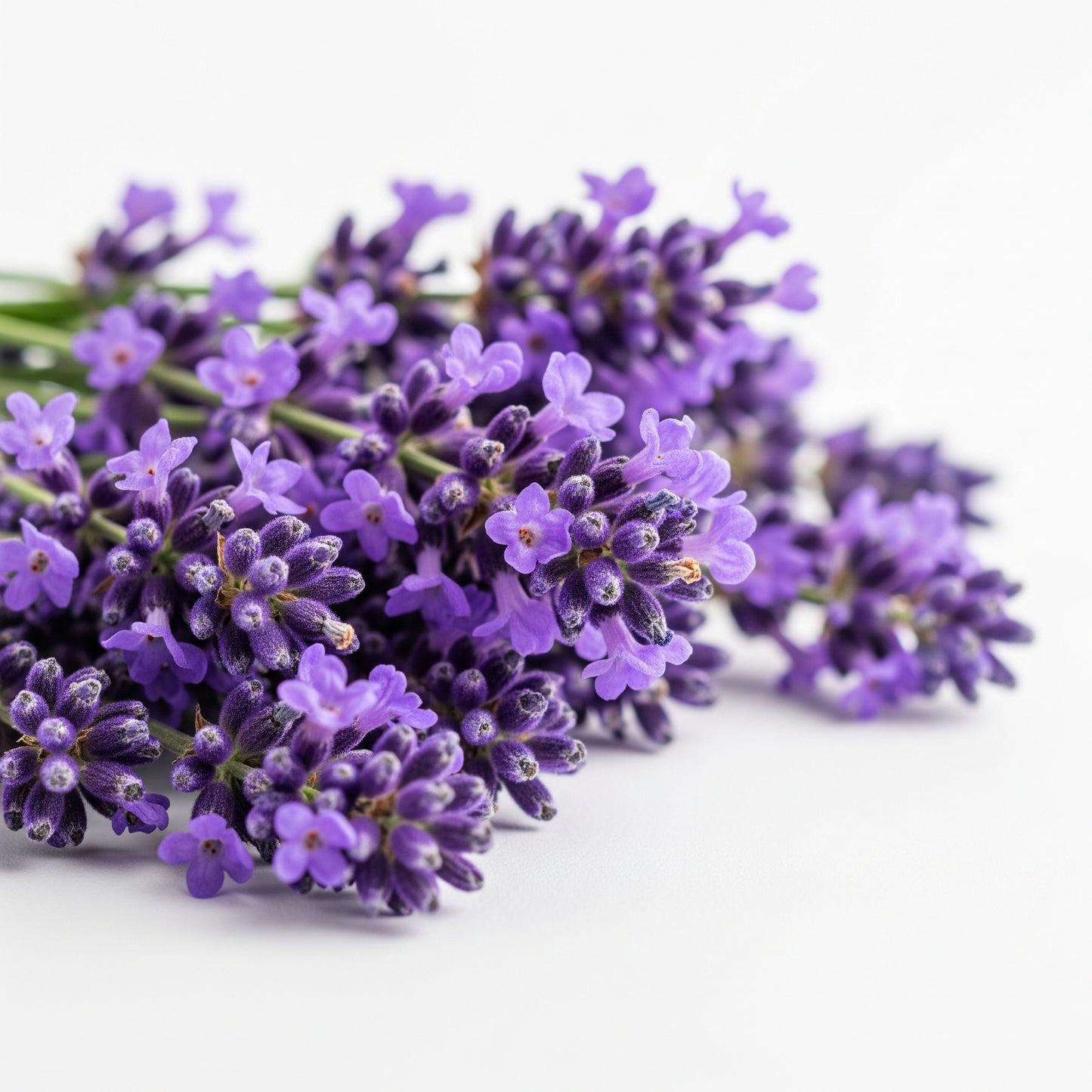 Lavanda - Essenza profumata Teos, 15 ml.