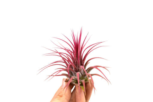 Tillandsia Ionantha rossa