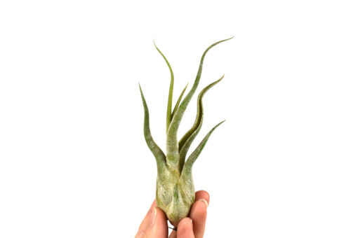 Tillandsia Caput Medusae