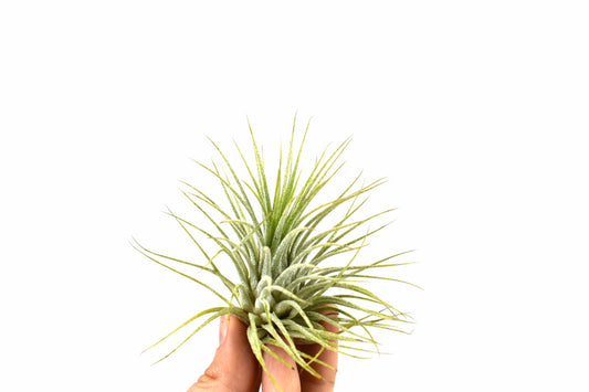 Tillandsia Ionantha