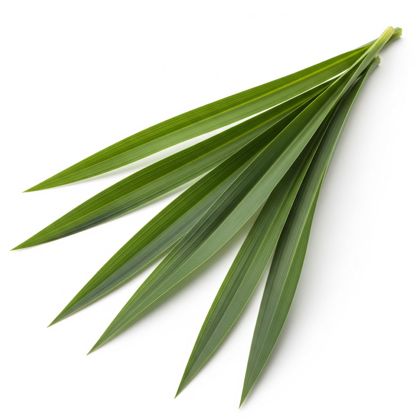 Vetiver - Essenza profumata Teos, 15 ml.