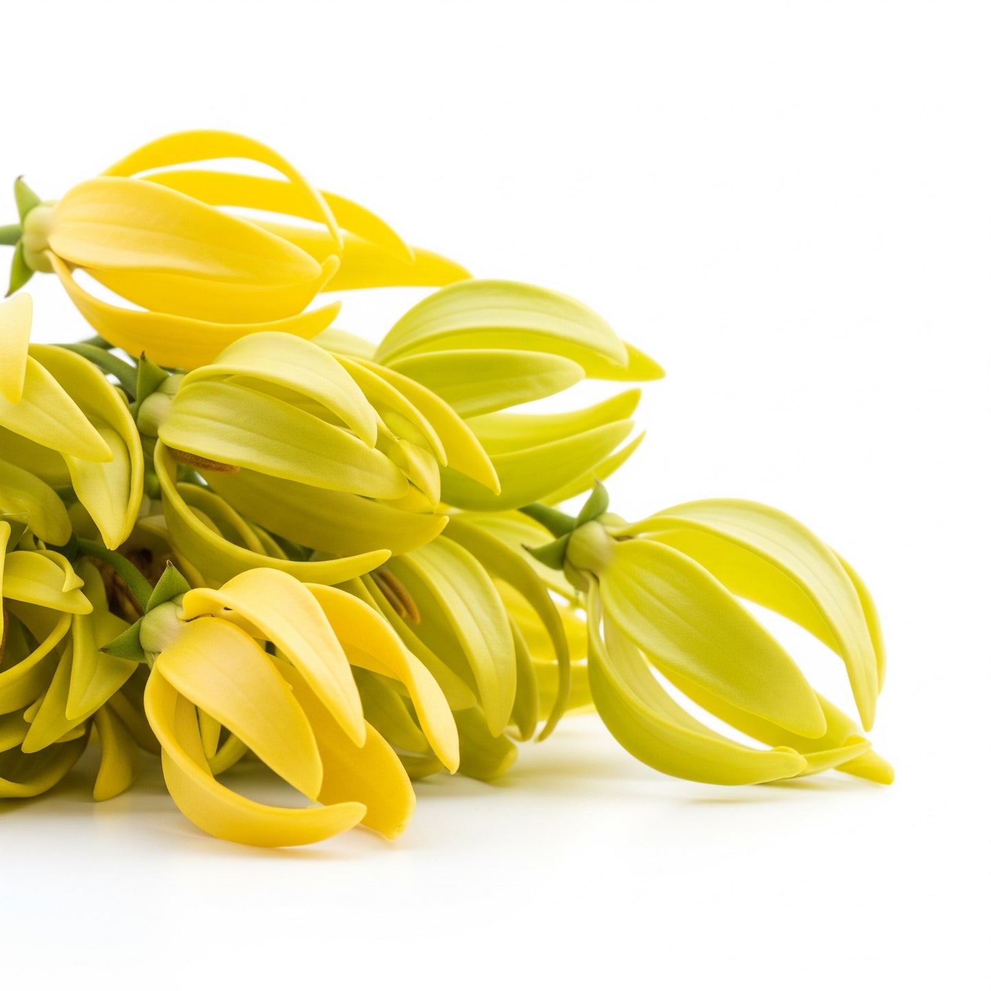 Ylang Ylang - Essenza profumata Teos, 15 ml.